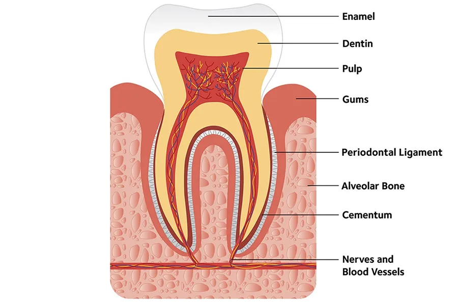 Tooth root exposed by gum recession is more vulnerable to cavities, Council Oak Perio Austin TX